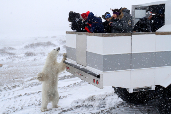 A polar bear checks out travelers on the back of a Polar rover in Churchill, Manitoba.