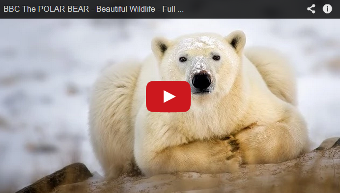 BBC Video-A Boy Among Polar Bears