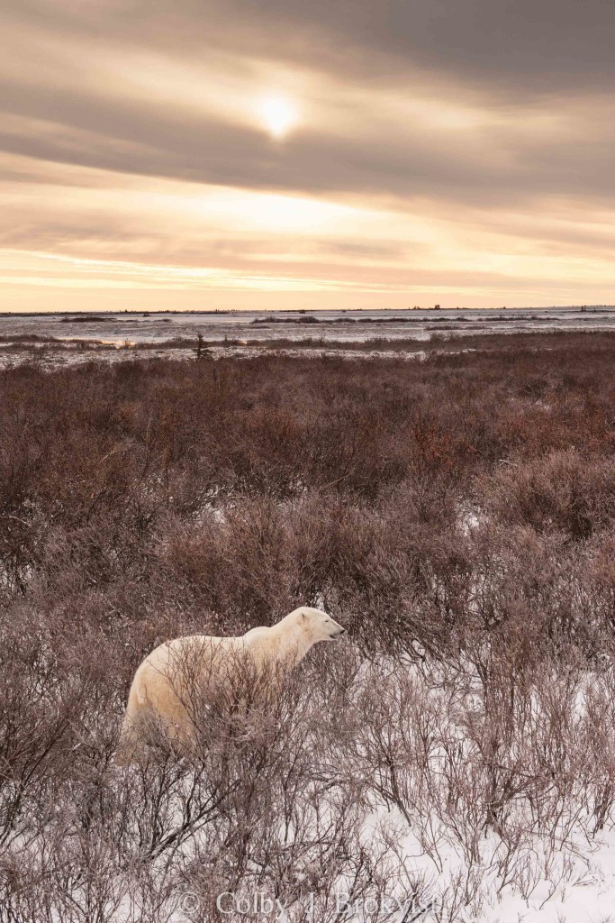 A polar bear roams the land of the Churchill Wildlife Management Area in Churchill, Manitoba.