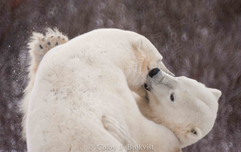 Polar bears sparring in Churchill,MB.