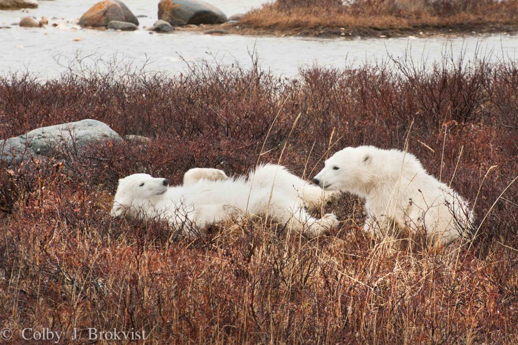 Cubs of the year wrestle in the wilows of Churchill, Manitoba.