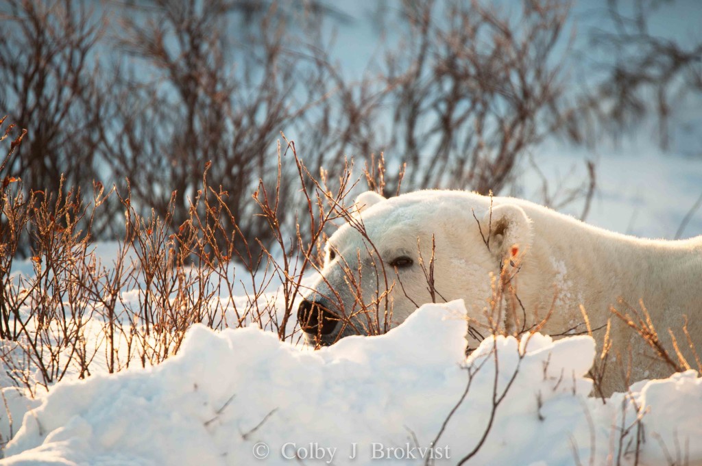 A polar bear rests in the willows in Churchill, Manitoba.