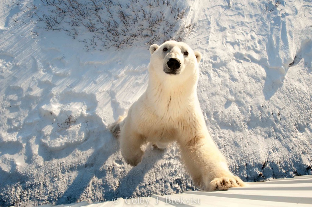 A polar bear checks out Natural Habitat's Tundra Lodge in Churchill, Manitoba.