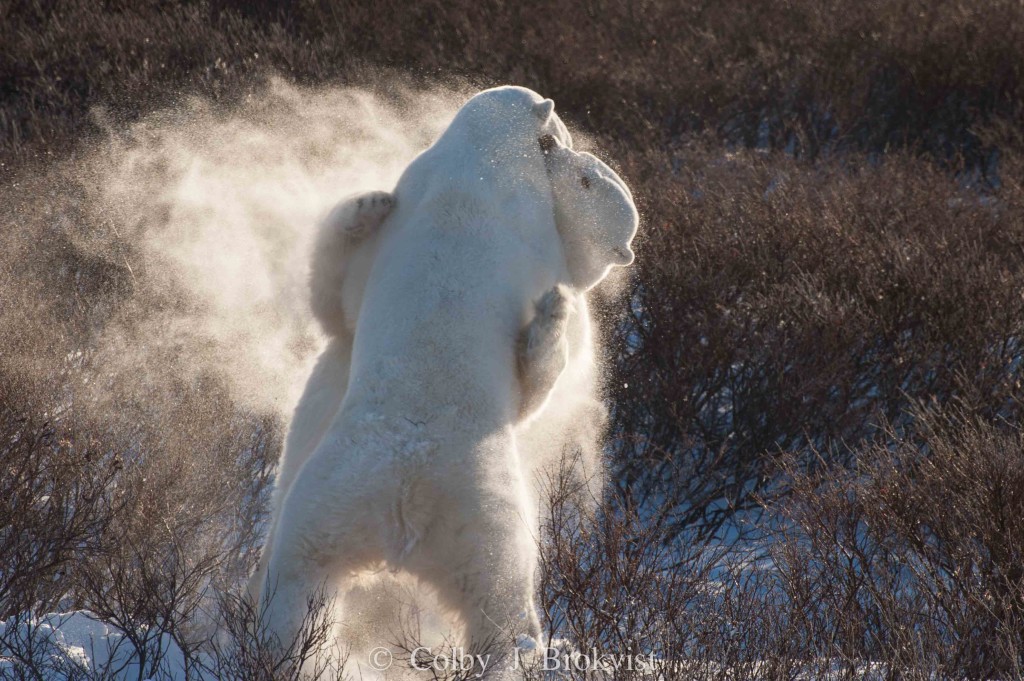 Two polar bears go at it ..sparring in the willows after a storm.