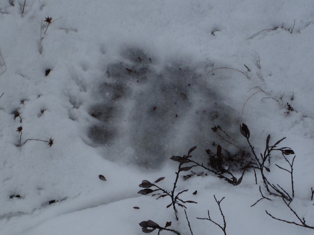 A polar bear print in the soft snow of the Churchill Wildlife Management Area in Churchill, Manitoba.