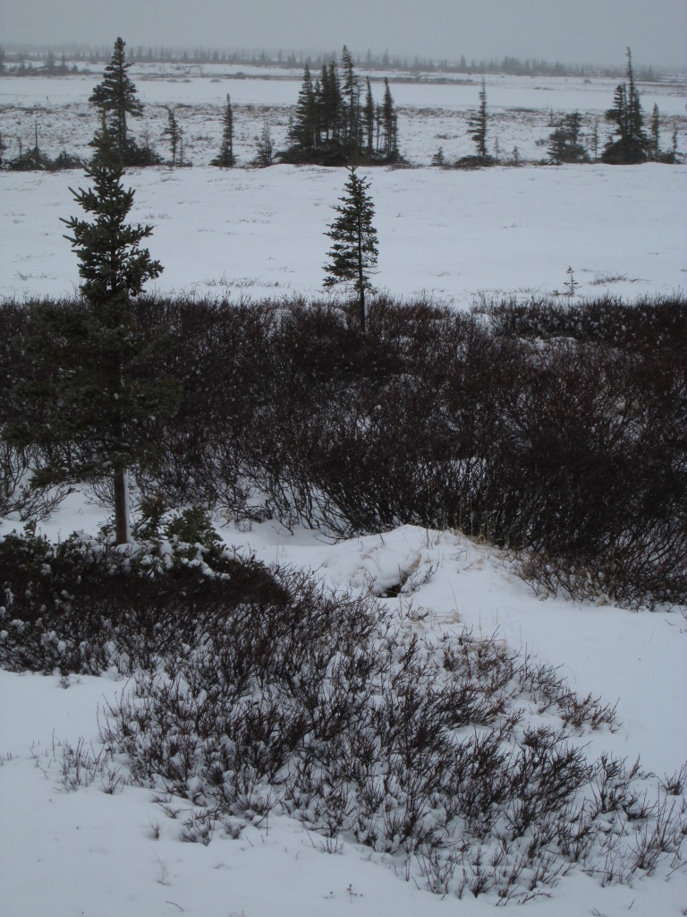 An opening to a fox den on Christmas Lake esker in the Churchill Wildlife Management Area in Churchill, Manitoba.