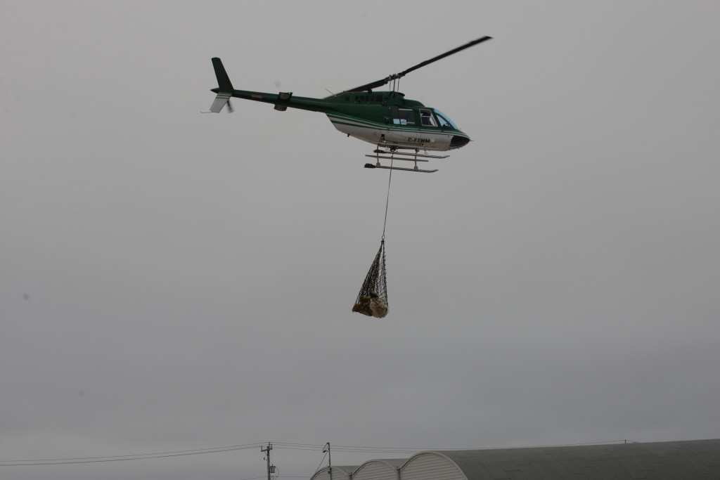A polar bear is airlifted up north from Churchill, Manitoba.