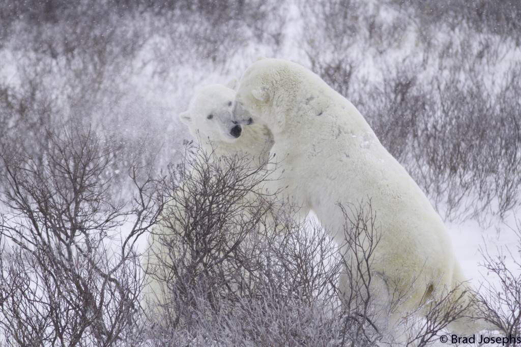 Polar bears sparring in the snow and willows in the Churchill Wildlife Management Area.