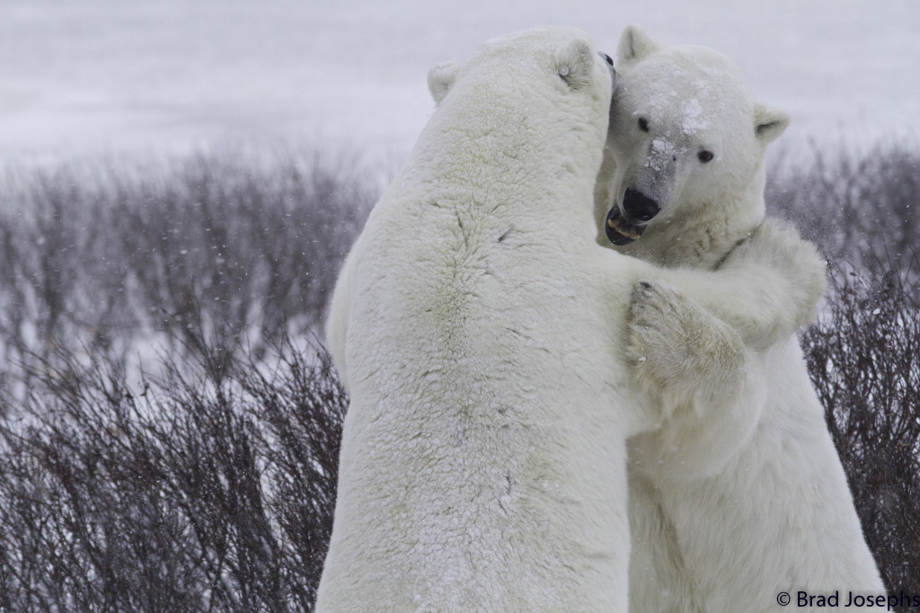 Polar bears spar in the Churchill Wildlife Management Area.