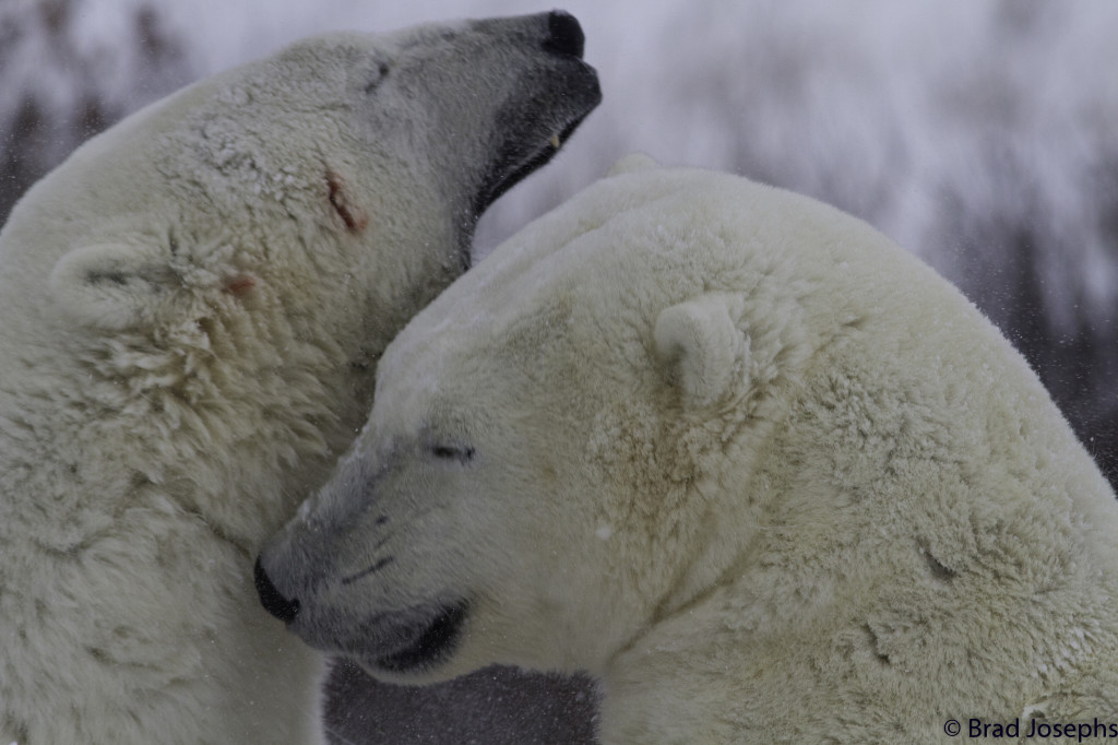 Polar bears sparring in the Churchill Wildlife management Area.