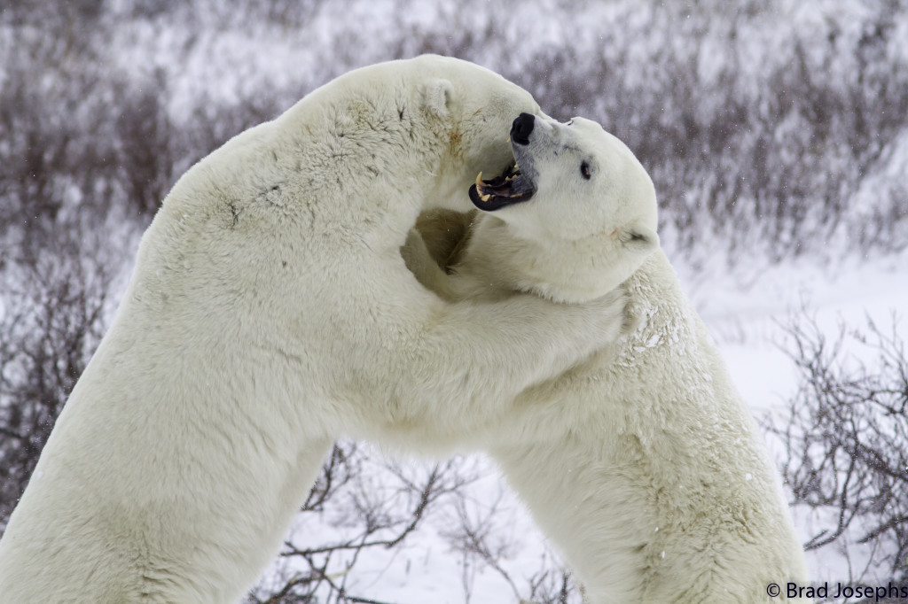 Sparring polar bears.