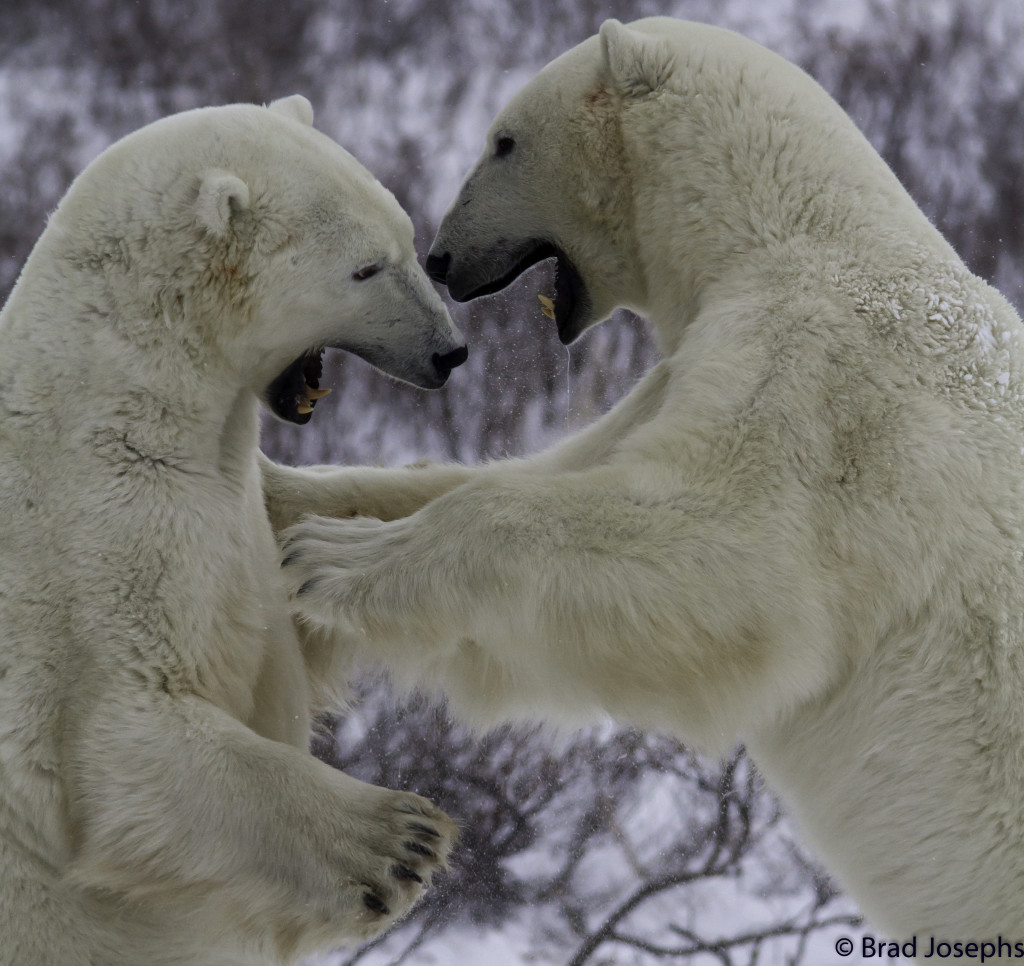 Sparring polar bears in Churchill, MAnitoba. Blizzard weather allowed the polar bears to energize and move about the tundra. Brad Josephs photo.