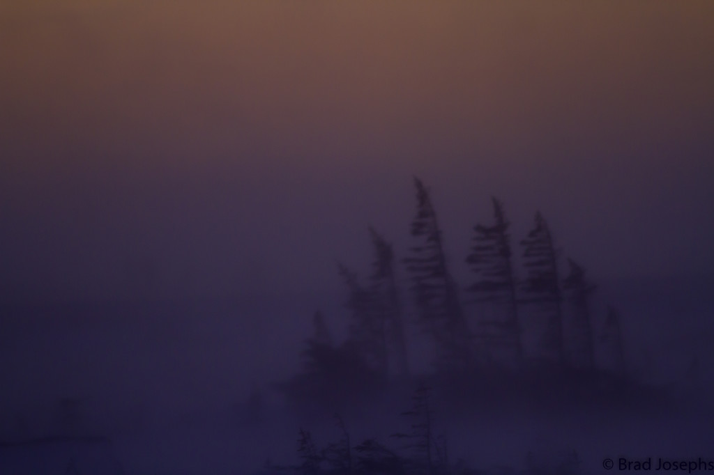 Spruce trees in the snowy storm in Churchill, Manitoba.