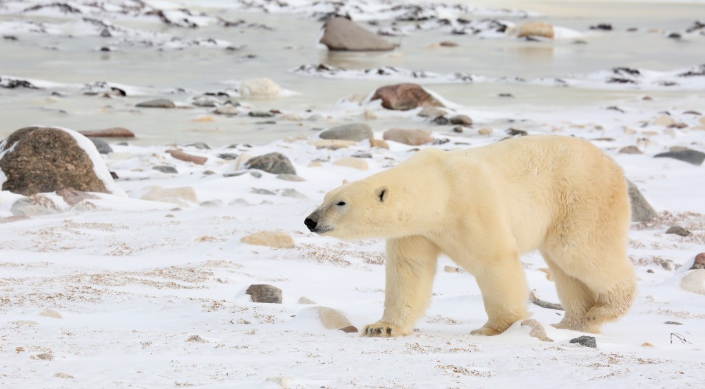 Lone polar bear on the tundra of the Churchill Wildlife Management Area in Churchill, MB.