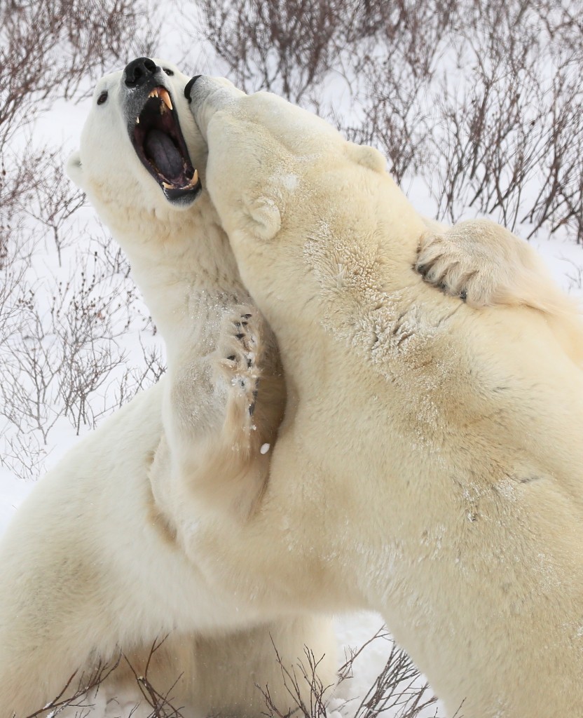 Polar bears sparring in Churchill, Manitoba.