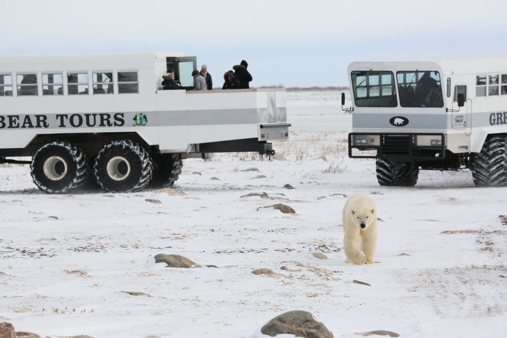 A polar bear walks between two polar rovers in Churchill, Manitoba.