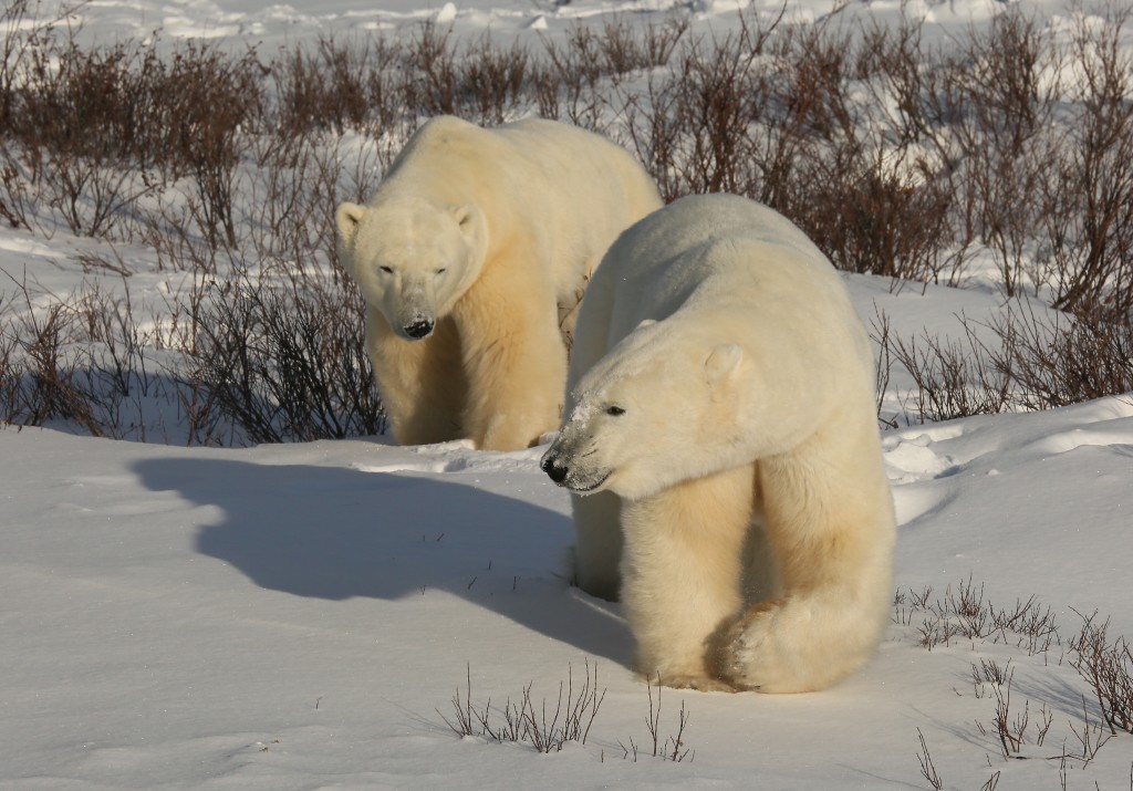 Polar bears in Churchill, Manitoba.