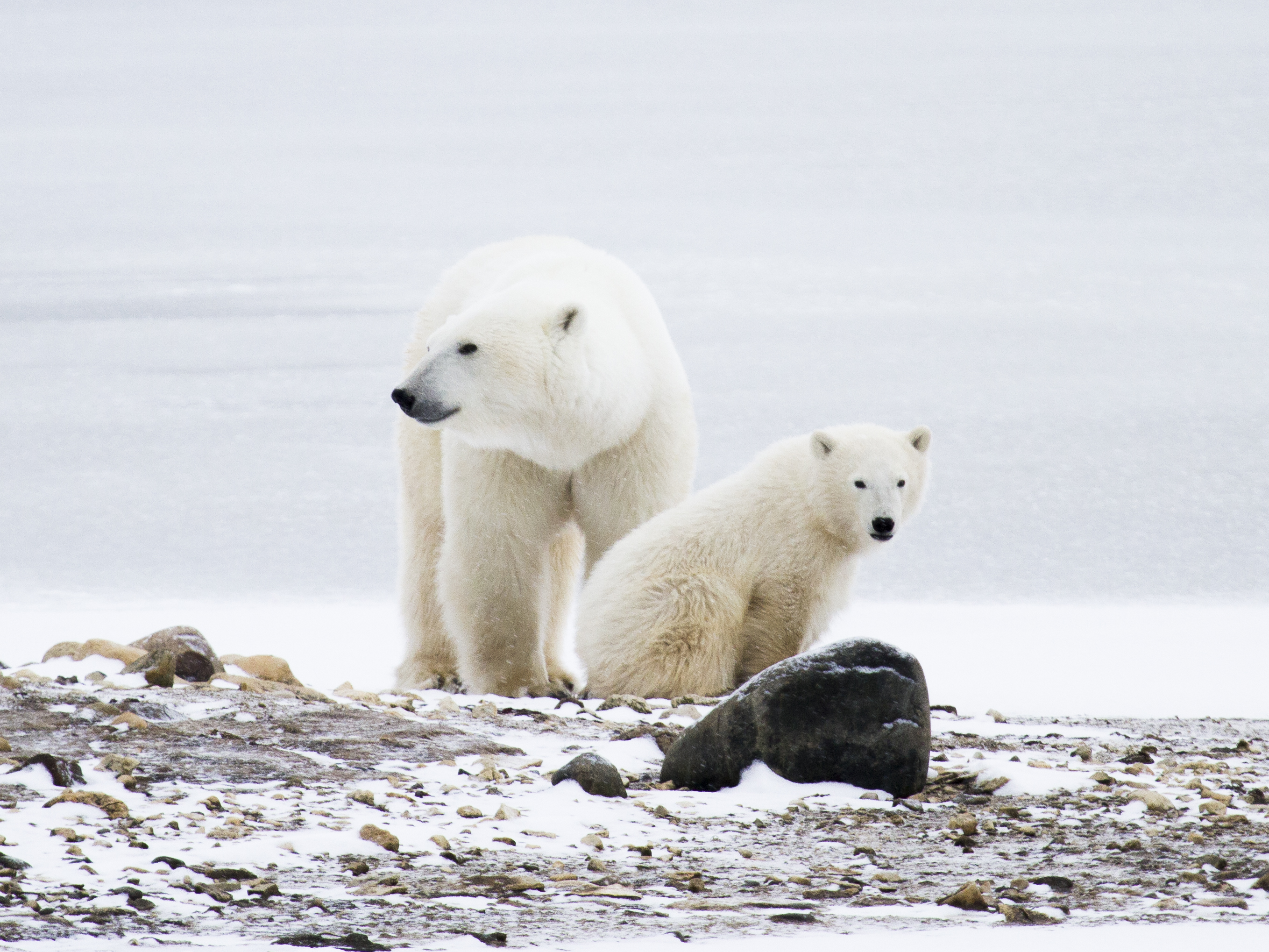 Polar Bears Reveling in Snow and Cold