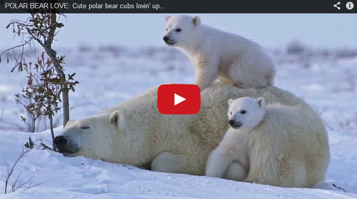 Mother Polar Bear and Cubs Video