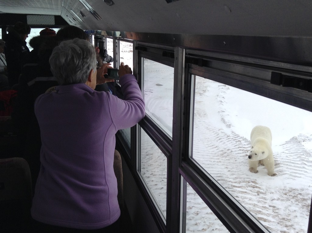 Natural Habitat travelers photograph a polar bear from their polar rover in Churchill, Manitoba.