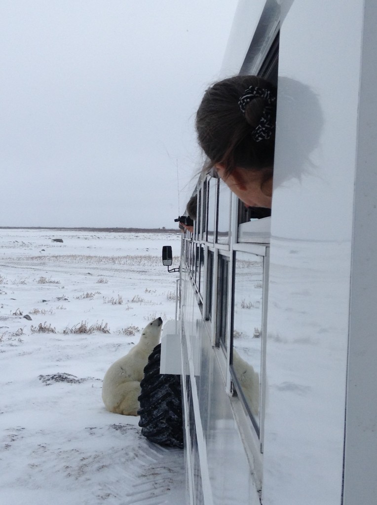 A curious polar bear checks out a Polar rover in Churchill, Manitoba.