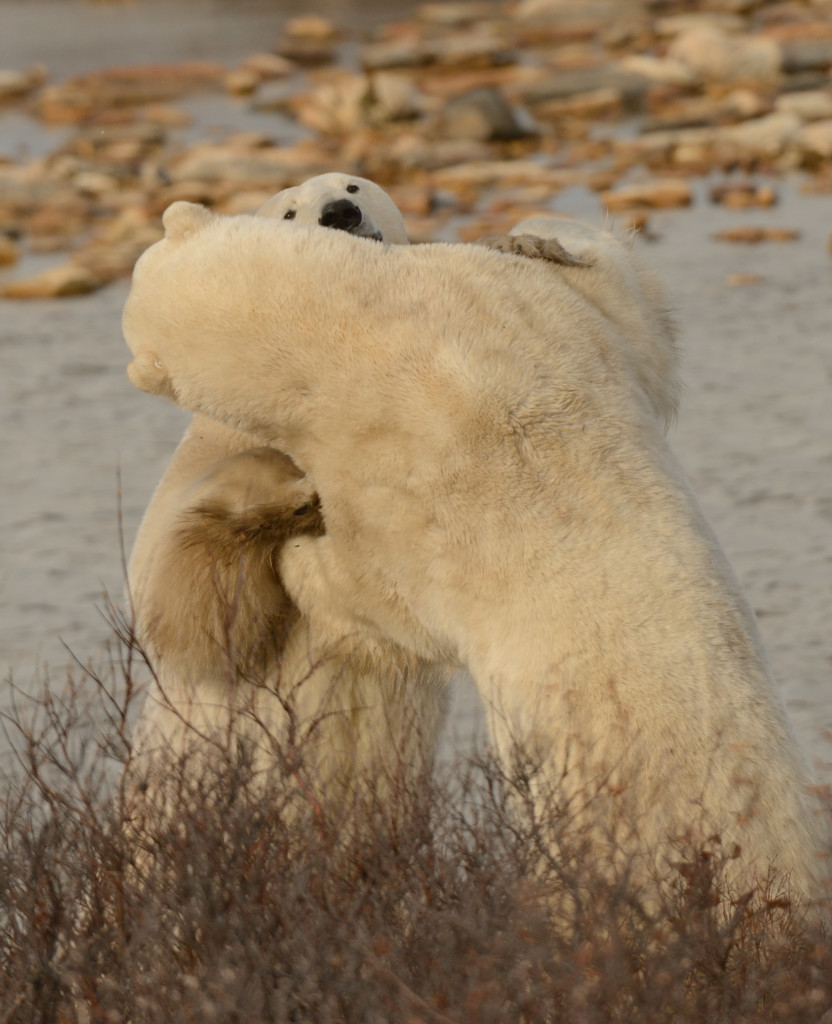 Two polar bears sparring in the Churchill Wildlife Management Area in Churchill, Manitoba.