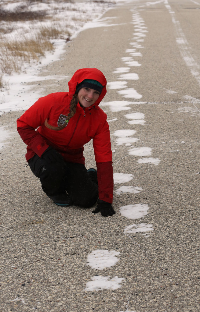 A traveler examines some snow encrusted polar bear tracks in Churchill, Manitoba.