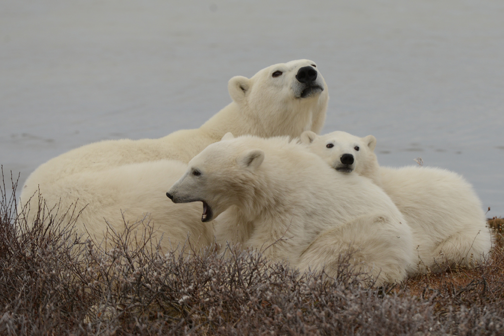 A polar bear family waiting out the fall by the Hudson Bay coast in Churchill Wildlife Management Area in Churchill, Manitoba.