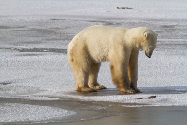 Polar bear testing the frozen surface of the hudson Bay in Churchill, Manitoba.