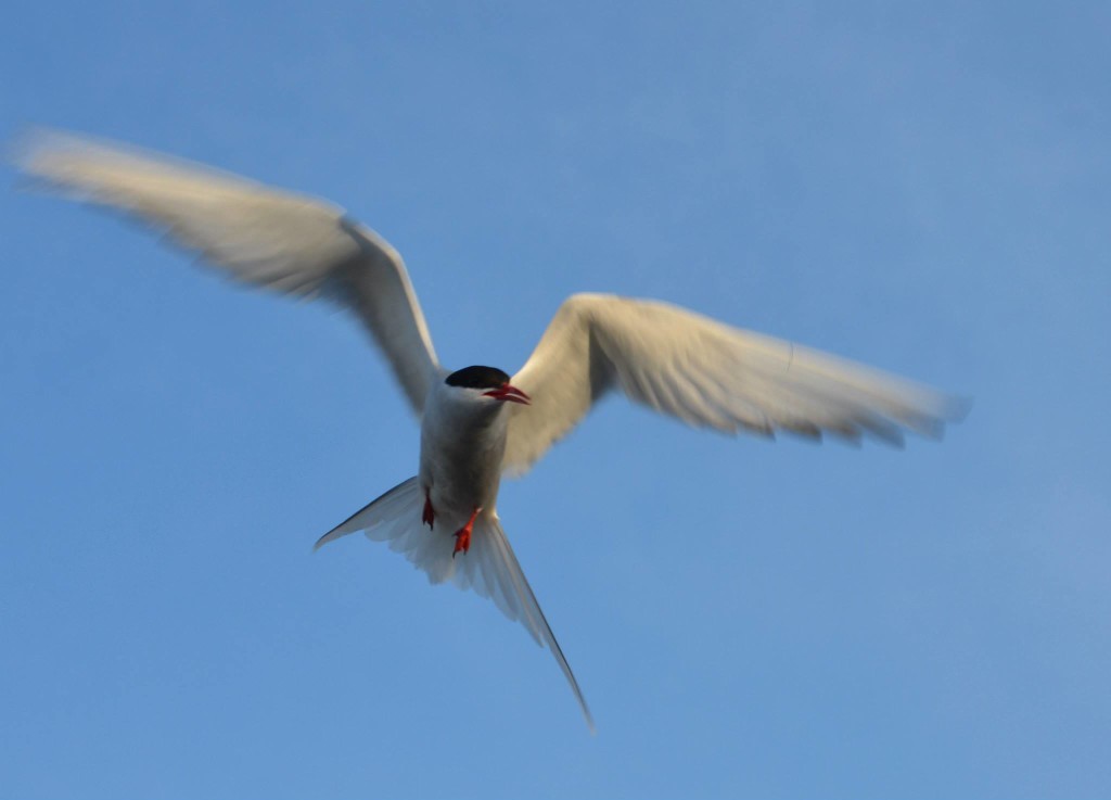 Arctic tern in Churchill,MB.