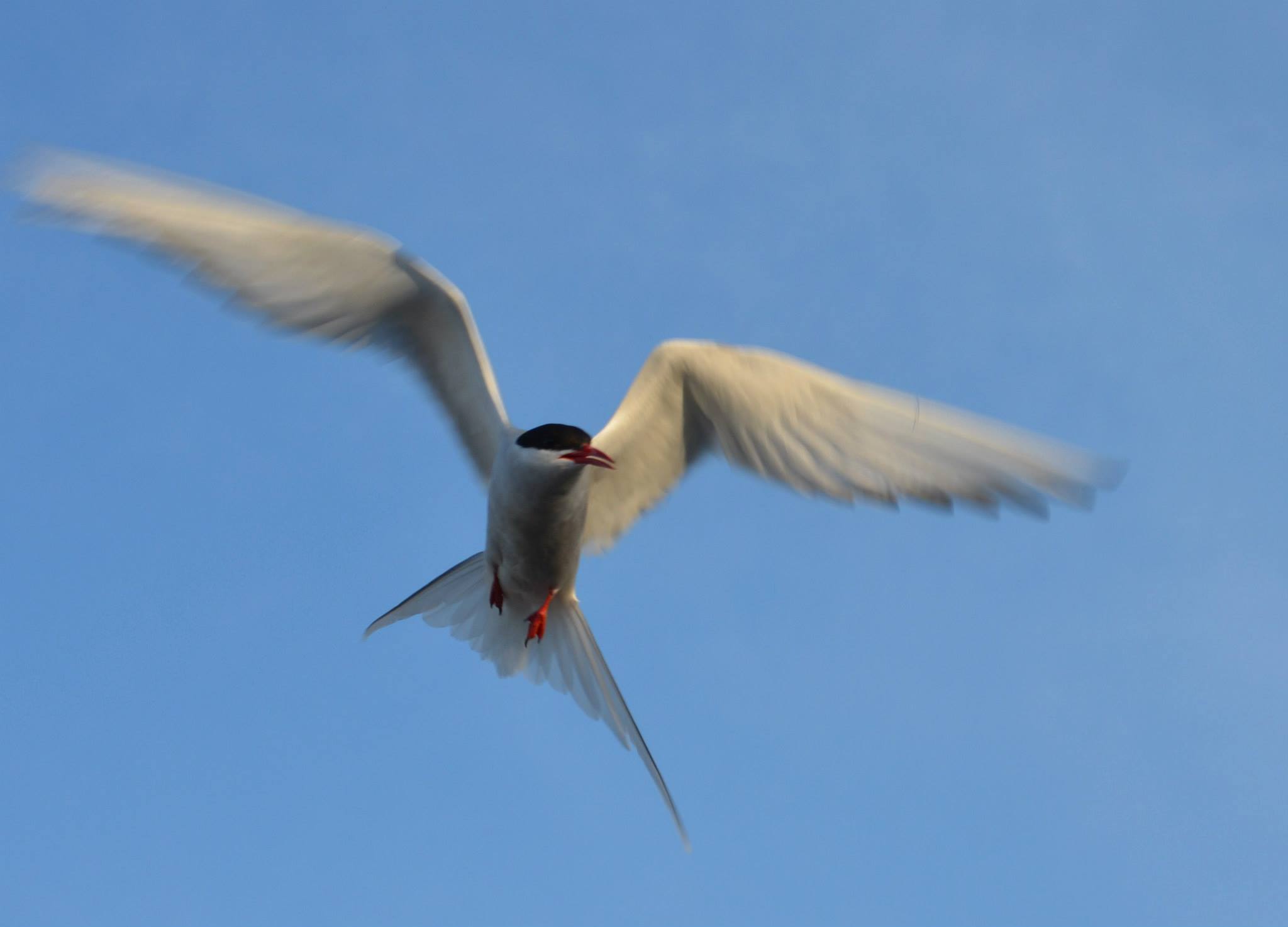 Birds That Attack-Arctic Tern