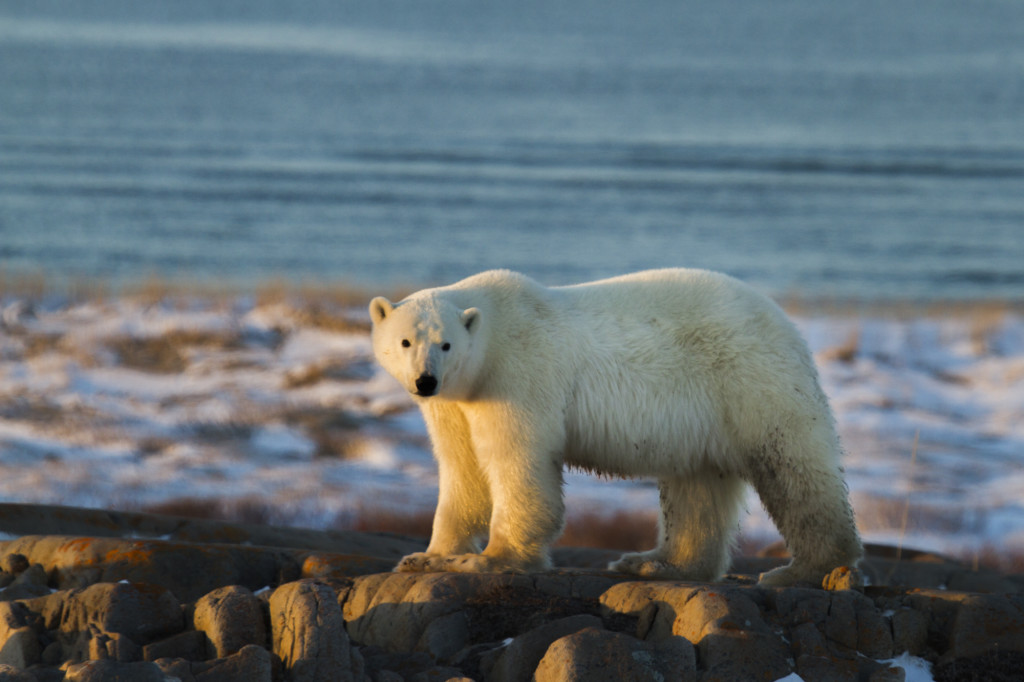 A polar bear in Churchill , Manitoba on the coast.