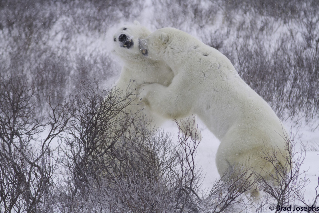 Polar bears sparring in Churchill, MB.
