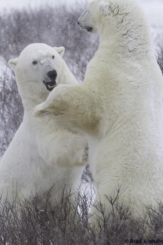 Polar bears get at each other in the willows with some sparring activity. Churchill, Manitoba.