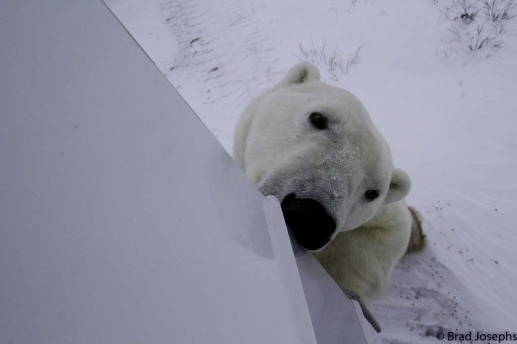 Polar bear in Churchill, Manitoba sniffing around the polar rover.