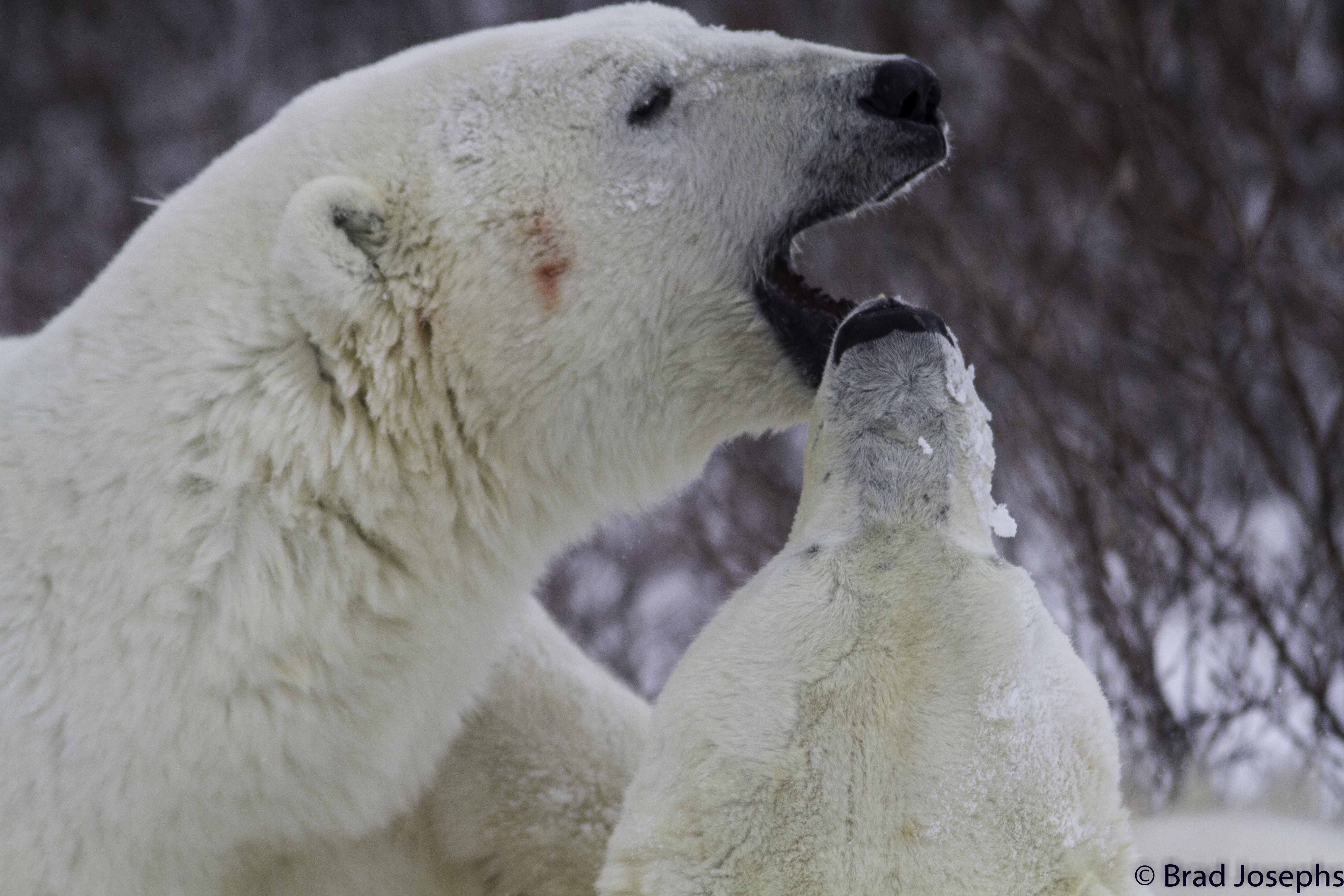Happy International Polar Bear Day