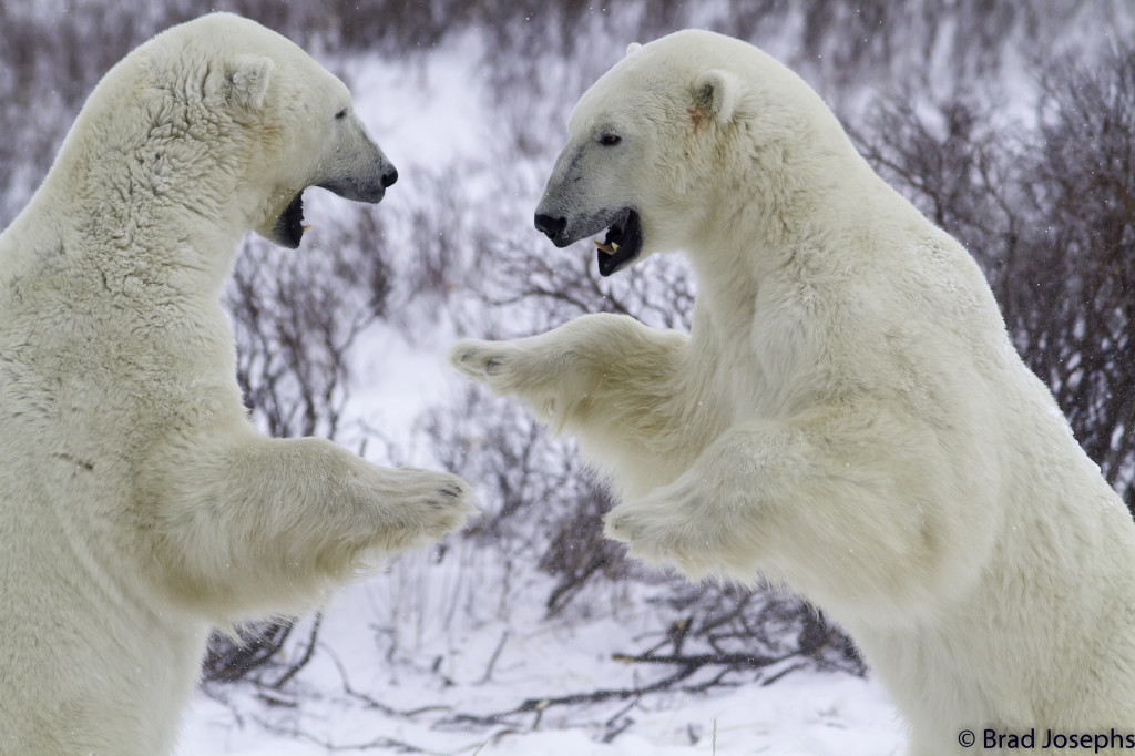 Sparring polar bears on the Churchill, Manitoba tundra.