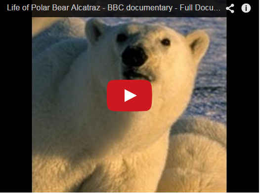 Video Documentary – Life of Polar Bear Alcatraz