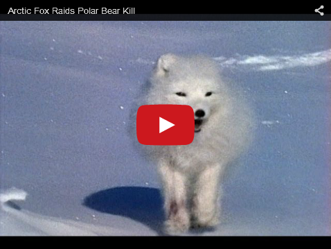 Video: Arctic Fox Raids Polar Bear Kill