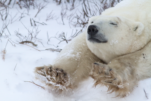 Polar bear cooling off in Churchill, Manitoba.