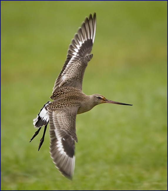 A Birds Eye View of Churchill-Hudsonian Godwit