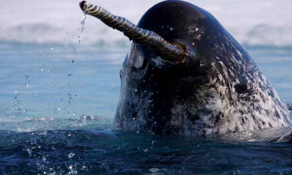 Narwhal in Arctic waters.