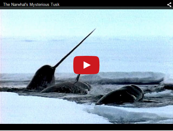 Why Narwhals Are Awesome