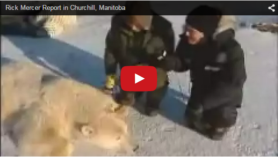 Video of the Week- Rick Mercer’s Churchill