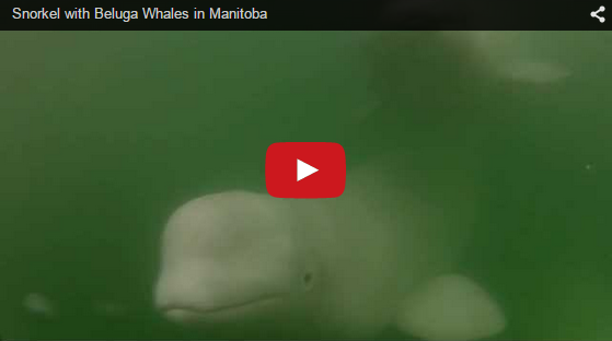 Churchill Video of the Week-Incredible Beluga Snorkeling
