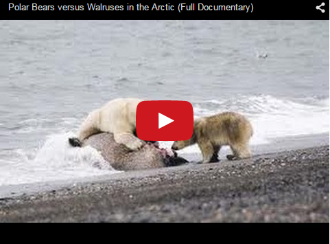 Video-Polar Bear, Walruses and Inuit
