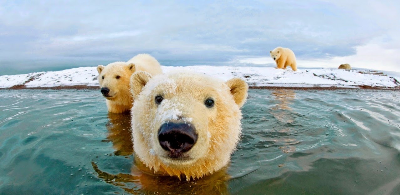 Polar Bear Photo