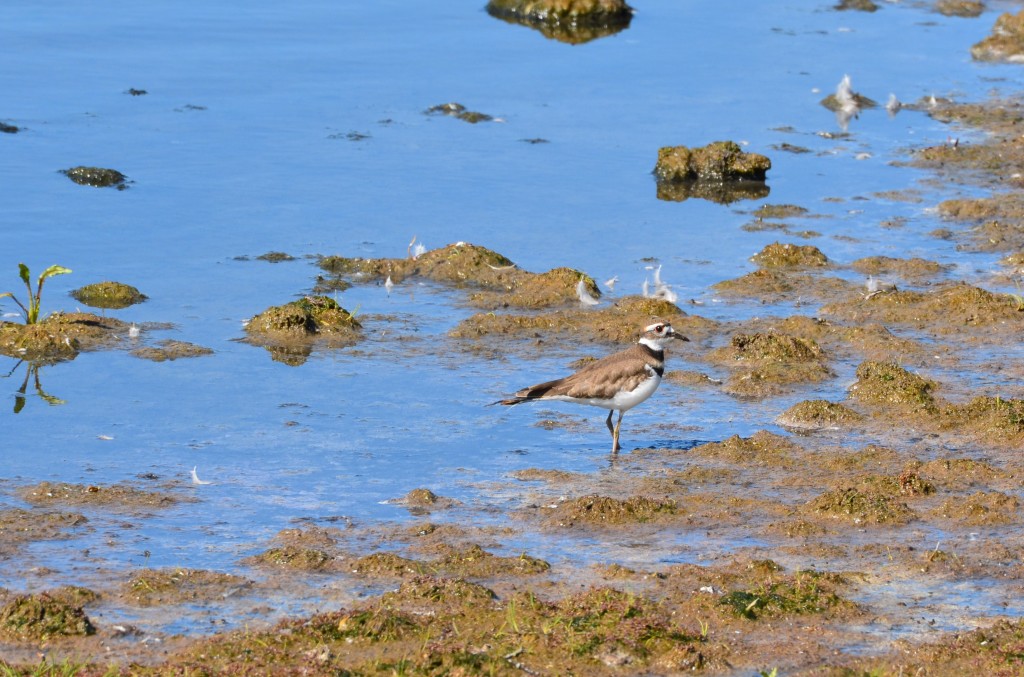 Shorebird along the Hudson Bay.