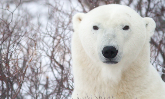 Polar bear in Churchill, MB