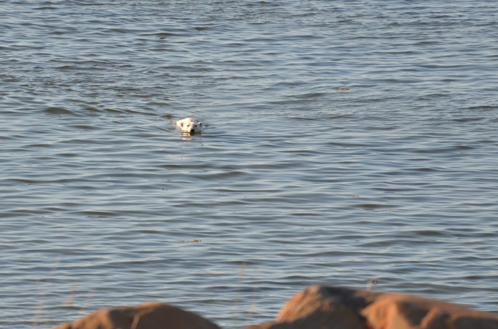 Polar bear in Button Bay in Churchill, Manitoba.